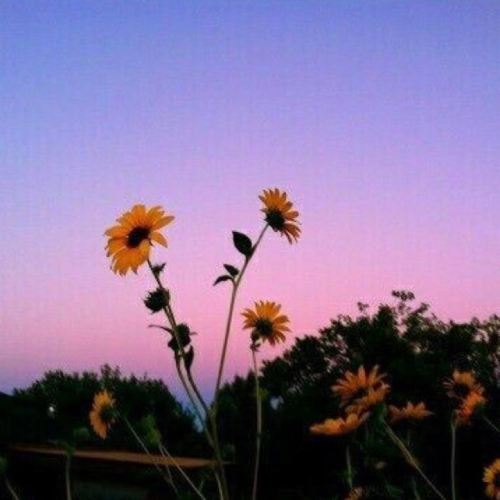 Meet your Posher, Elise